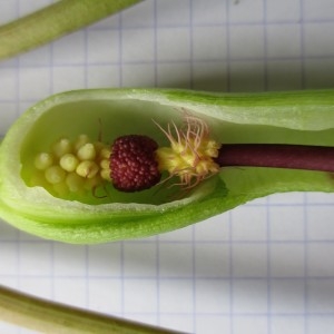 Photographie n°760073 du taxon Arum maculatum L.