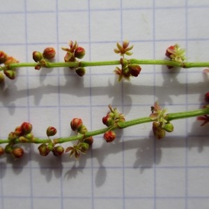 Photographie n°760077 du taxon Rumex acetosella L.