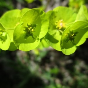 Photographie n°760080 du taxon Euphorbia amygdaloides L. [1753]