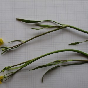 Photographie n°760086 du taxon Ranunculus flammula L.