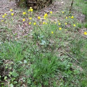 Photographie n°760092 du taxon Ranunculus acris L.