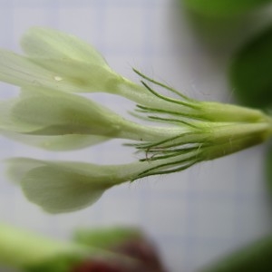 Photographie n°760096 du taxon Trifolium subterraneum L.