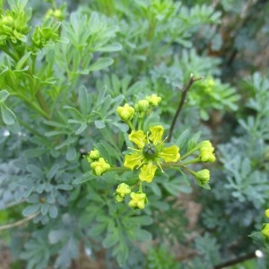 Photographie n°760109 du taxon Ruta graveolens subsp. hortensis (Mill.) P.Fourn.