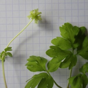 Photographie n°760112 du taxon Adoxa moschatellina L.