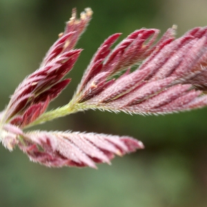 Photographie n°760154 du taxon Torilis nodosa (L.) Gaertn.