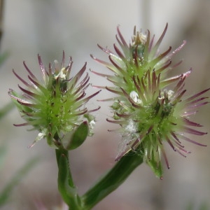 Photographie n°760200 du taxon Caucalis platycarpos L. [1753]