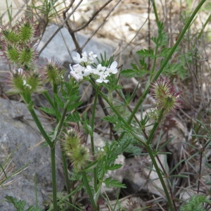 Photographie n°760202 du taxon Caucalis platycarpos L. [1753]