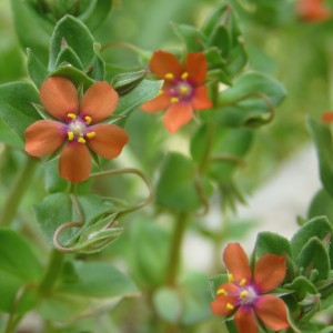 Photographie n°760204 du taxon Lysimachia arvensis (L.) U.Manns & Anderb. [2009]