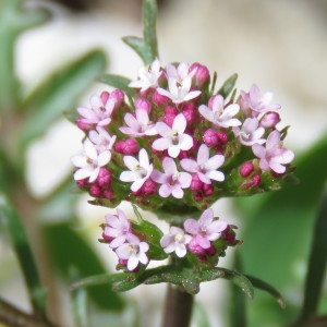 Photographie n°760210 du taxon Centranthus calcitrapae (L.) Dufr. [1811]