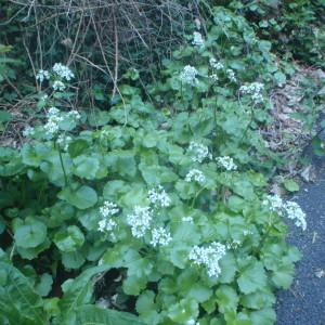 Photographie n°760235 du taxon Cardamine asarifolia L. [1753]