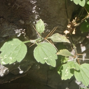 Photographie n°760246 du taxon Ballota frutescens (L.) J.Woods [1850]