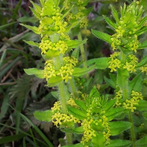 Photographie n°760305 du taxon Cruciata laevipes Opiz [1852]