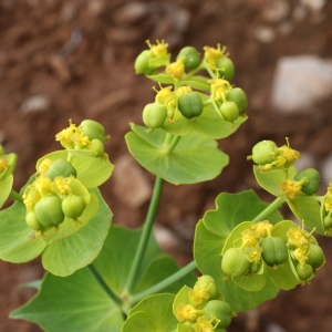  - Euphorbia serrata L. [1753]
