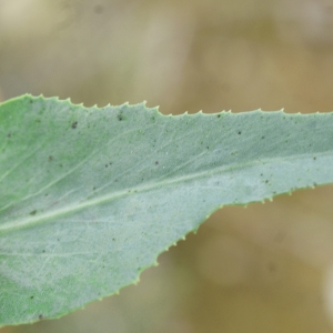 Photographie n°760325 du taxon Euphorbia serrata L. [1753]