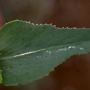 Photographie n°760326 du taxon Euphorbia serrata L. [1753]