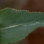  Liliane Roubaudi - Euphorbia serrata L. [1753]
