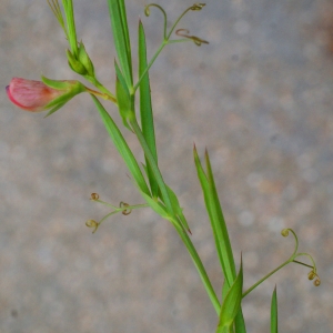 Photographie n°760337 du taxon Lathyrus setifolius L. [1753]