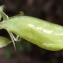  Liliane Roubaudi - Lathyrus setifolius L. [1753]