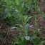  Liliane Roubaudi - Papaver somniferum subsp. somniferum 