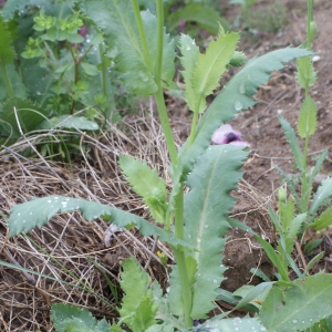 Photographie n°760454 du taxon Papaver somniferum subsp. somniferum 