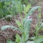  Liliane Roubaudi - Papaver somniferum subsp. somniferum 