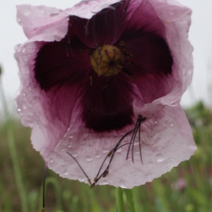 Photographie n°760456 du taxon Papaver somniferum subsp. somniferum 