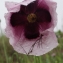  Liliane Roubaudi - Papaver somniferum subsp. somniferum 