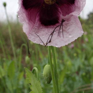 Photographie n°760457 du taxon Papaver somniferum subsp. somniferum 