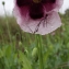  Liliane Roubaudi - Papaver somniferum subsp. somniferum 