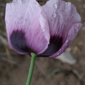 Photographie n°760458 du taxon Papaver somniferum subsp. somniferum 