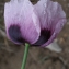  Liliane Roubaudi - Papaver somniferum subsp. somniferum 