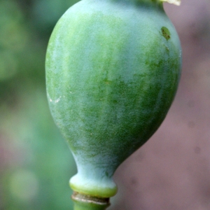 Photographie n°760463 du taxon Papaver somniferum subsp. somniferum 