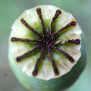 Photographie n°760464 du taxon Papaver somniferum subsp. somniferum 