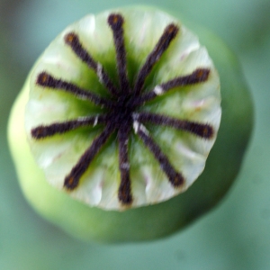 Photographie n°760467 du taxon Papaver somniferum subsp. somniferum 