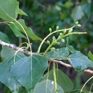 Photographie n°760472 du taxon Populus nigra (Plantierensis Gp) 