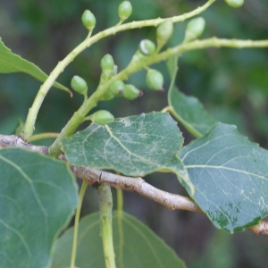 Photographie n°760473 du taxon Populus nigra (Plantierensis Gp) 
