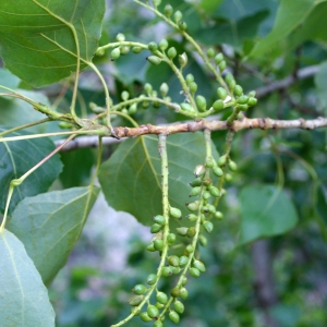 Populus plantierensis Dode