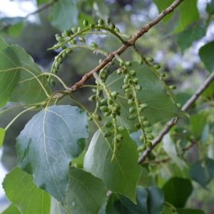  - Populus nigra (Plantierensis Gp) 