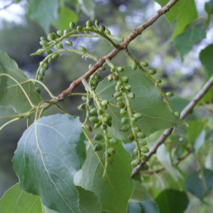  - Populus nigra (Plantierensis Gp) 