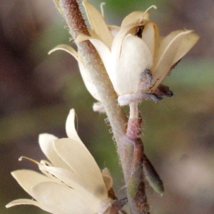 Photographie n°760560 du taxon Linaria simplex (Willd.) DC. [1805]