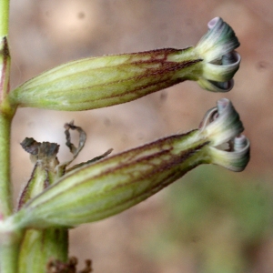 Photographie n°760570 du taxon Silene nocturna L. [1753]