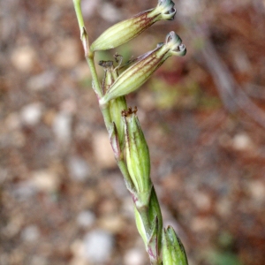 Photographie n°760571 du taxon Silene nocturna L. [1753]