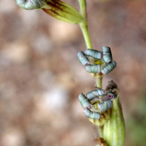 Photographie n°760572 du taxon Silene nocturna L. [1753]