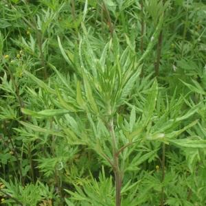 Photographie n°760605 du taxon Artemisia verlotiorum Lamotte [1877]