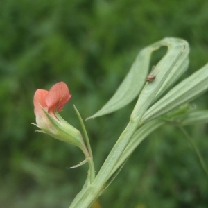 Photographie n°760609 du taxon Lathyrus sphaericus Retz. [1783]