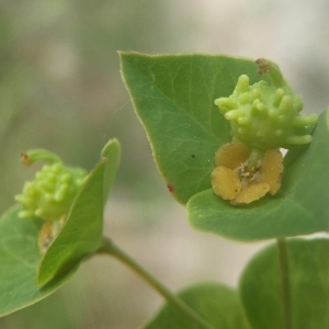 Photographie n°760613 du taxon Euphorbia spinosa L. [1753]