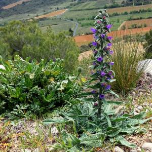 Photographie n°760670 du taxon Echium vulgare L. [1753]