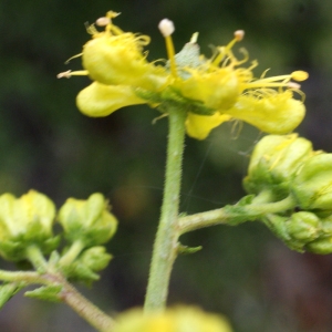 Photographie n°760818 du taxon Ruta chalepensis L. [1767]