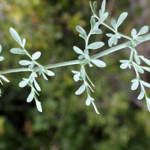 Photographie n°760823 du taxon Ruta chalepensis L. [1767]