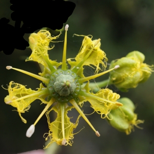 Photographie n°760831 du taxon Ruta chalepensis L. [1767]